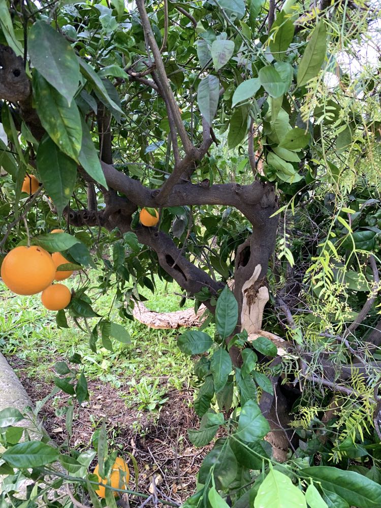 Oranges in Taroncheral, Mama Ía blog