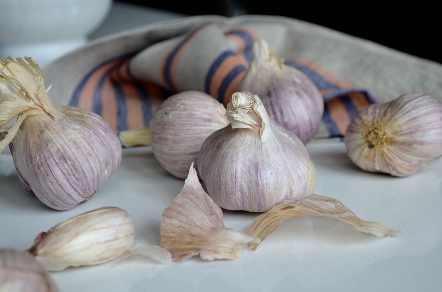 Garlic