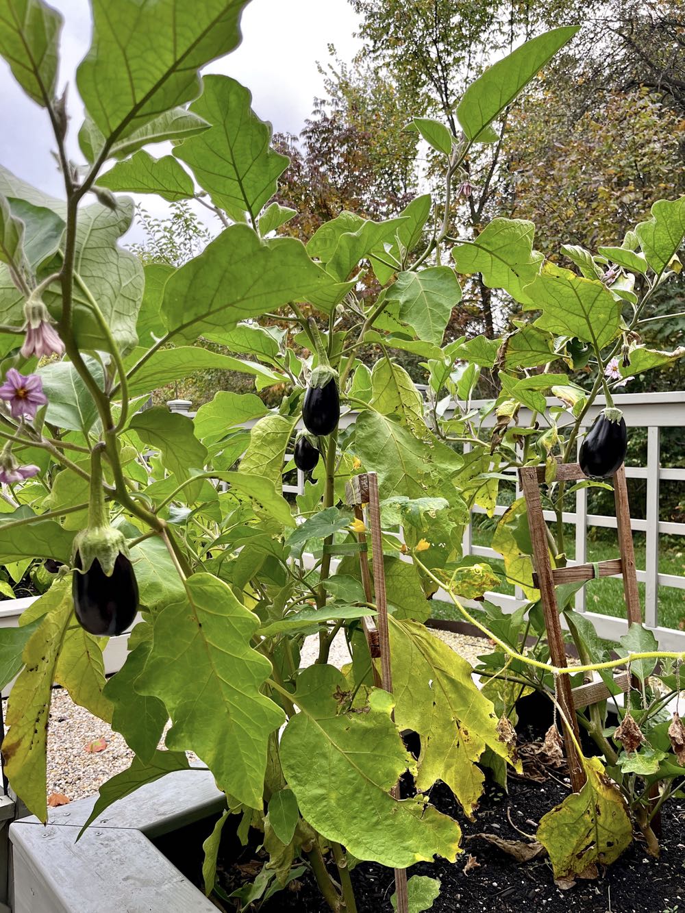 Eggplant, Mama Ía blog