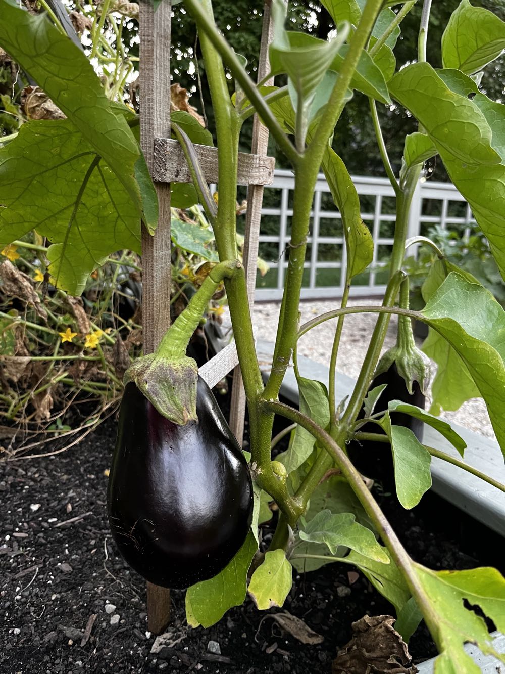 Eggplant, Mama Ía blog