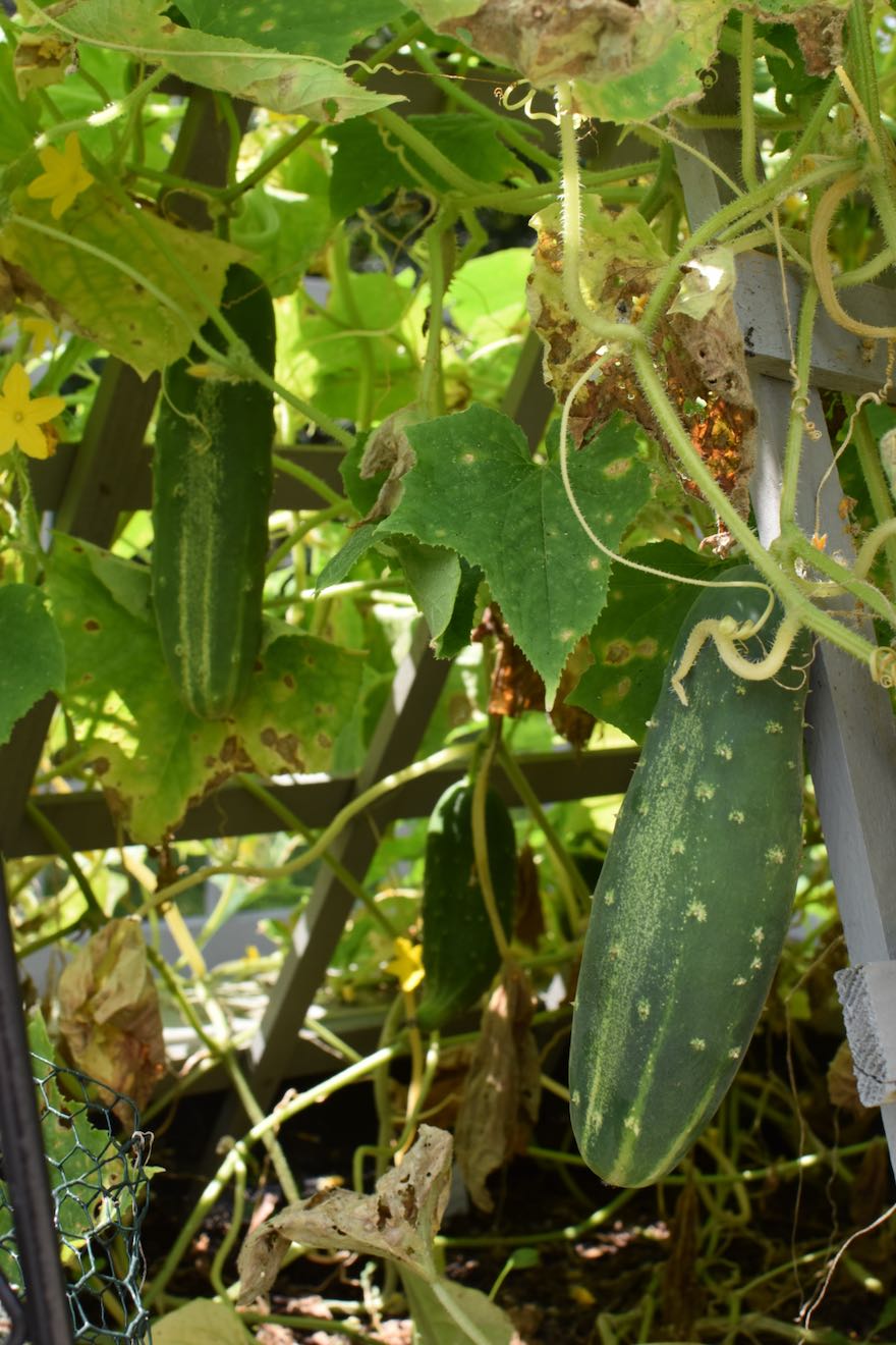 Pepinos, Mama Ía blog
